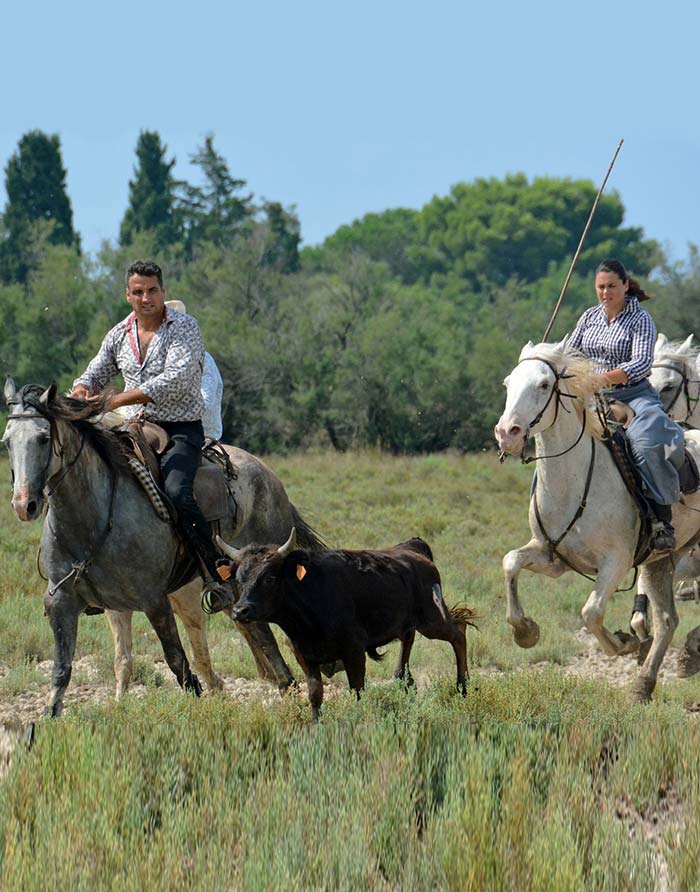 Traditions camarguaises